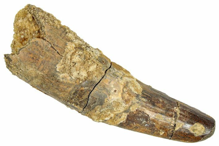 Fossil Spinosaurus Tooth - Real Dinosaur Tooth #348611